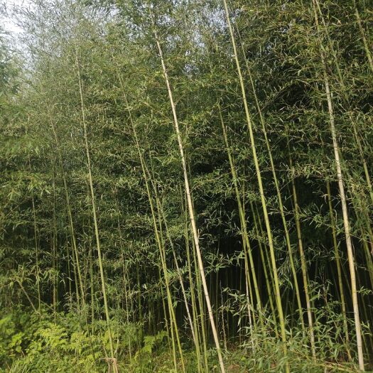 湖州淡竹各种规格