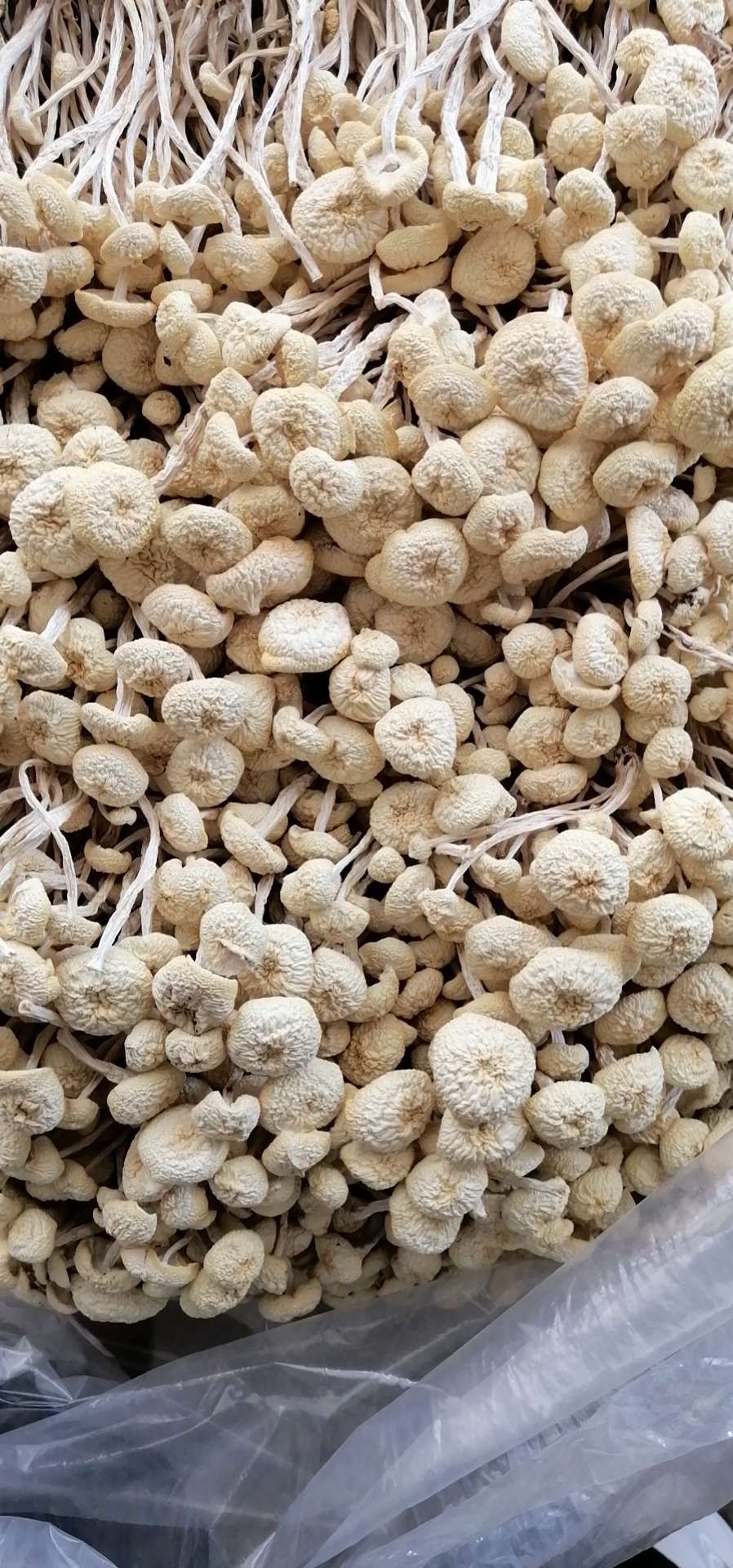 广昌县广昌4号茶树菇  精品茶树菇 白茶树菇 干茶树菇不开伞菇包邮
