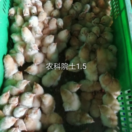 广州走地鸡苗，土鸡苗，抗病好，黄脚土鸡