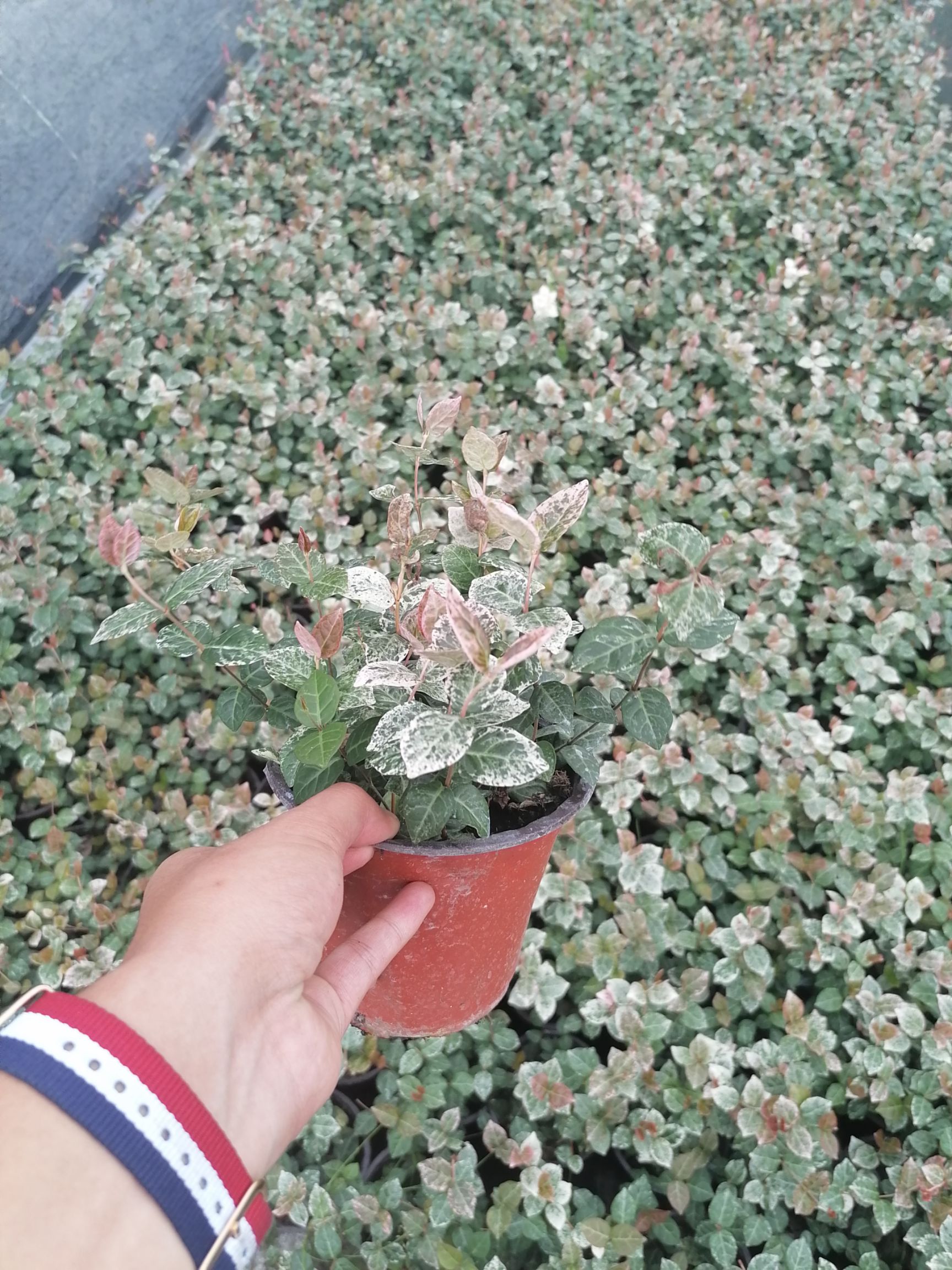花叶络石