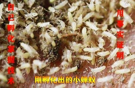 滨州蝉蛹  白蜡金蝉幼苗、金蝉孵化条、白蜡卵枝、金蝉种苗