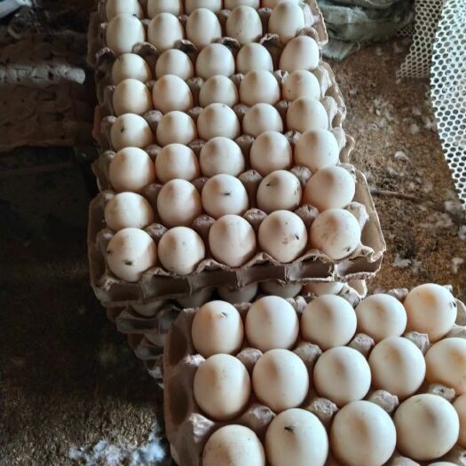 菏泽番鸭蛋 林间养殖大白羽番鸭种蛋