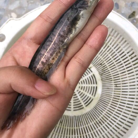 南宁大口鲶鱼苗  苏丹杂交大口鲶鱼，苗场直供 货源充足