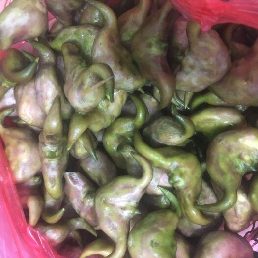 菱角大量上市希望广大客商前来咨询恰谈