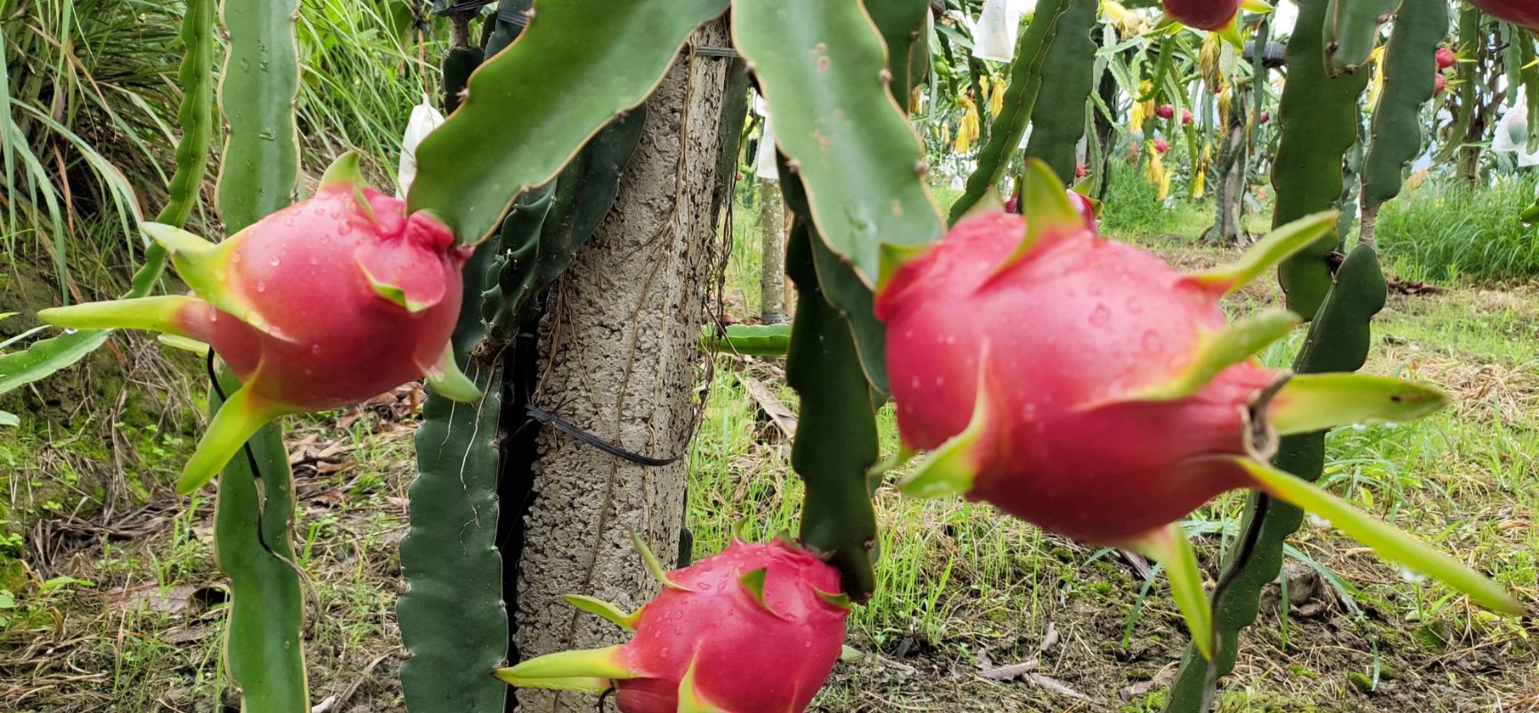 红皮红肉火龙果