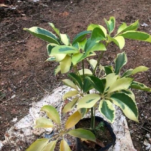 揭阳花叶鸭脚木（花叶鹅掌柴）
