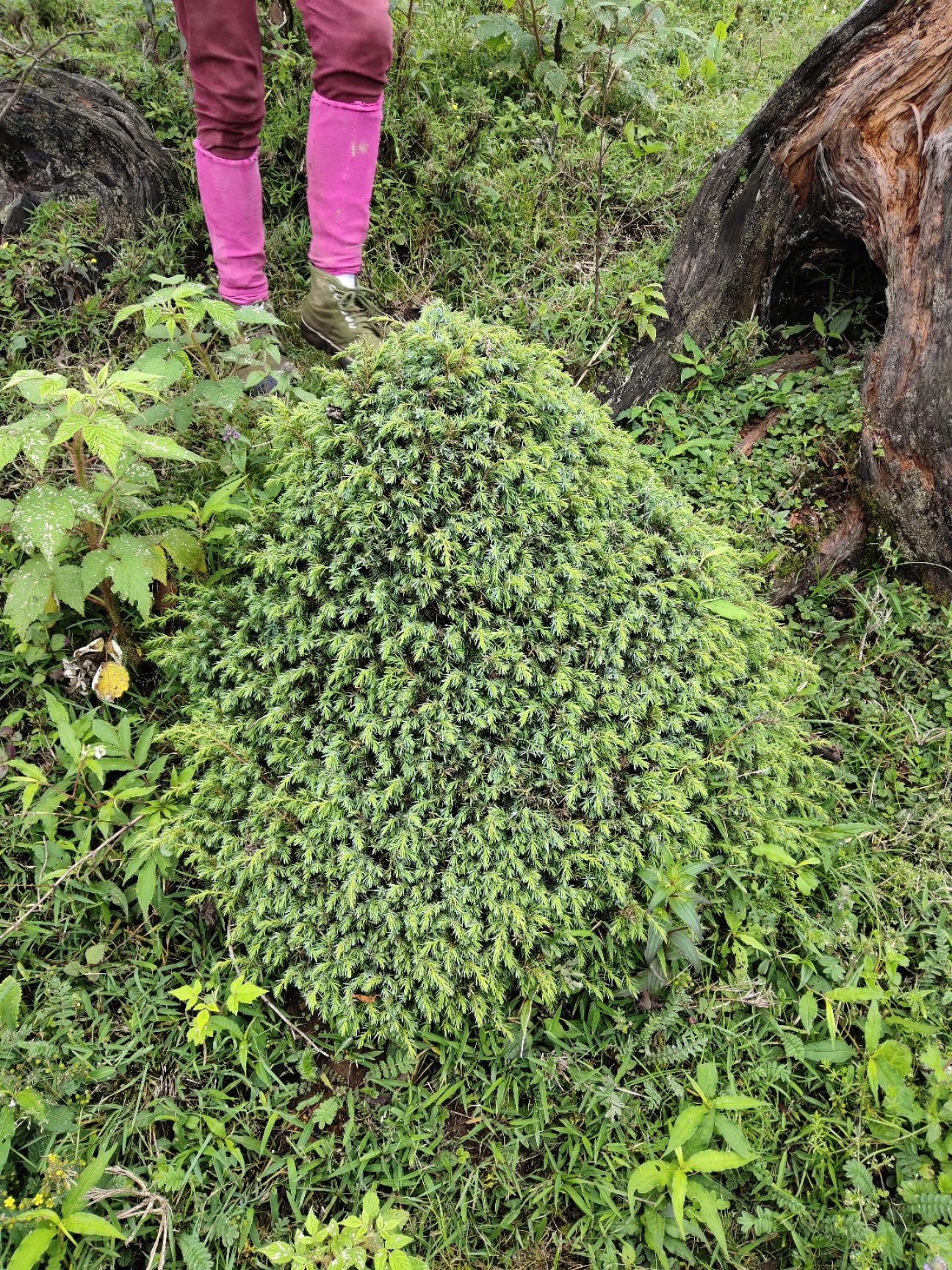  四季盆景荀子  珍柏  刺柏