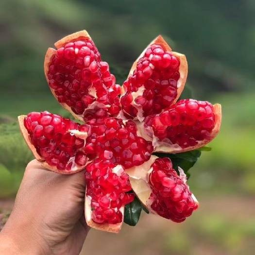 会理市正宗凉山会理软籽石榴，产地直供，自家果园，现摘现发