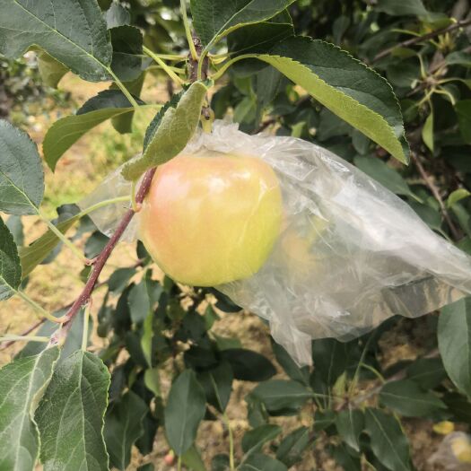 稷山县 嘎啦苹果 自家果园 可实地看货 视频看货