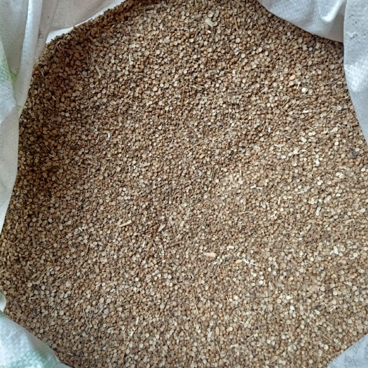 莱西市香菜种子 自家种的大叶香菜种，一千斤左右