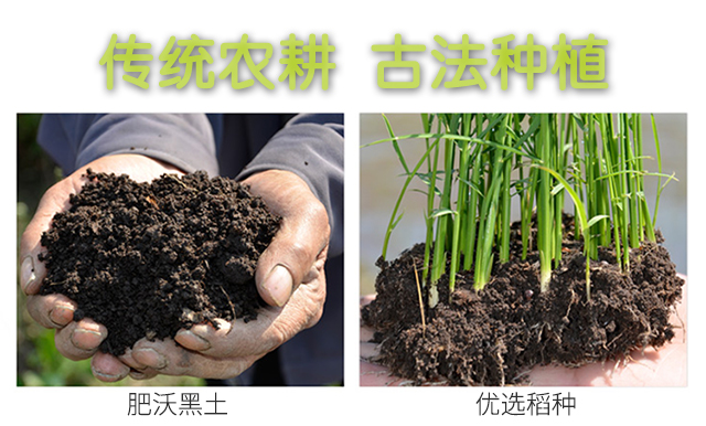  宝宝胚芽米粥米种植2.5kg*2袋