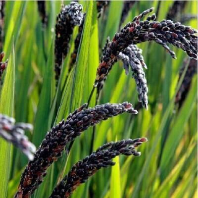 饶河县黑水稻 H6 品质好 200吨