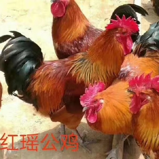 衡阳 供应红瑶鸡苗运输途中负责伤亡