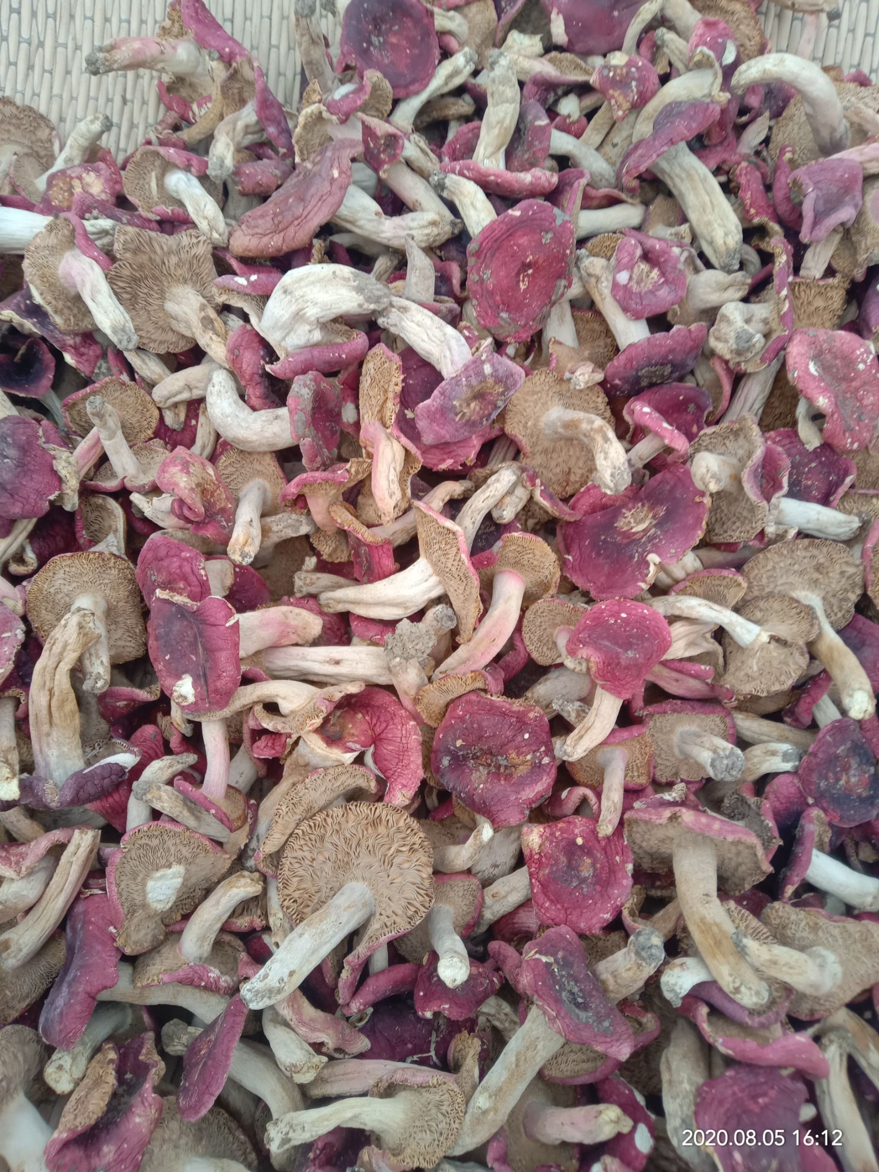 红菇 人工挑选，无虫咬，无发霉。一律鲜货。