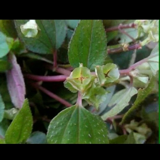 松溪县新鲜风柜斗草