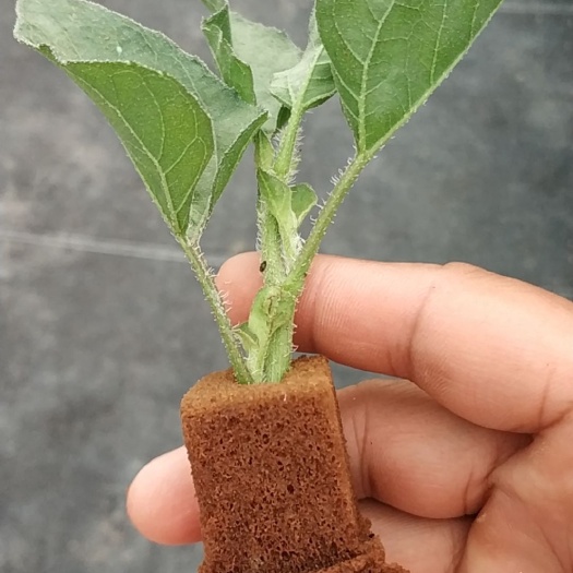 向日葵种苗 向日葵苗多年生花卉植物盆栽 光辉岁月多花室外盆栽工程苗