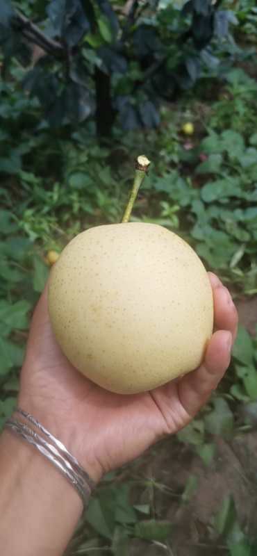 兰考县 精品皇冠梨.特点脆甜.核小皮薄汁多甜度高欢迎采购。