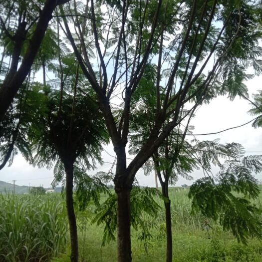 柳州普通蓝花楹 兰花楹