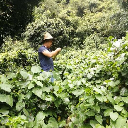 大新县姑娘菜 深上里的野菜，赤苍藤龙须菜，现摘现卖
