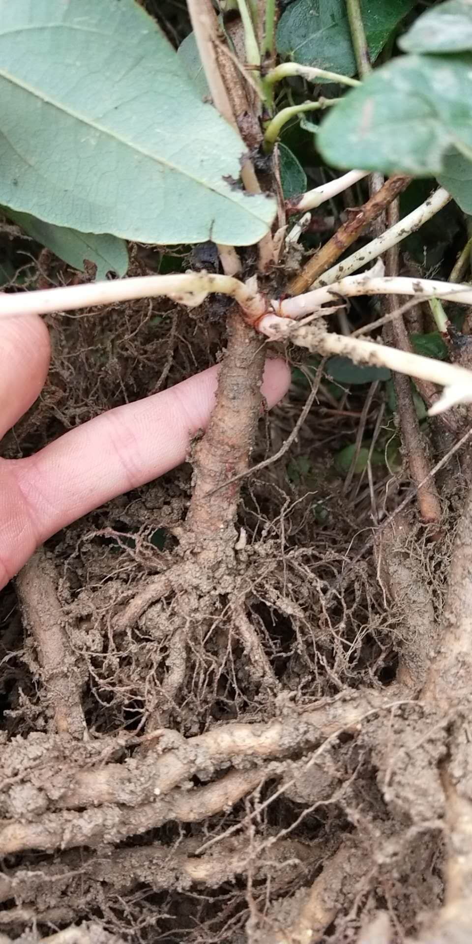  产地直供纯正皖南山区八月瓜苗