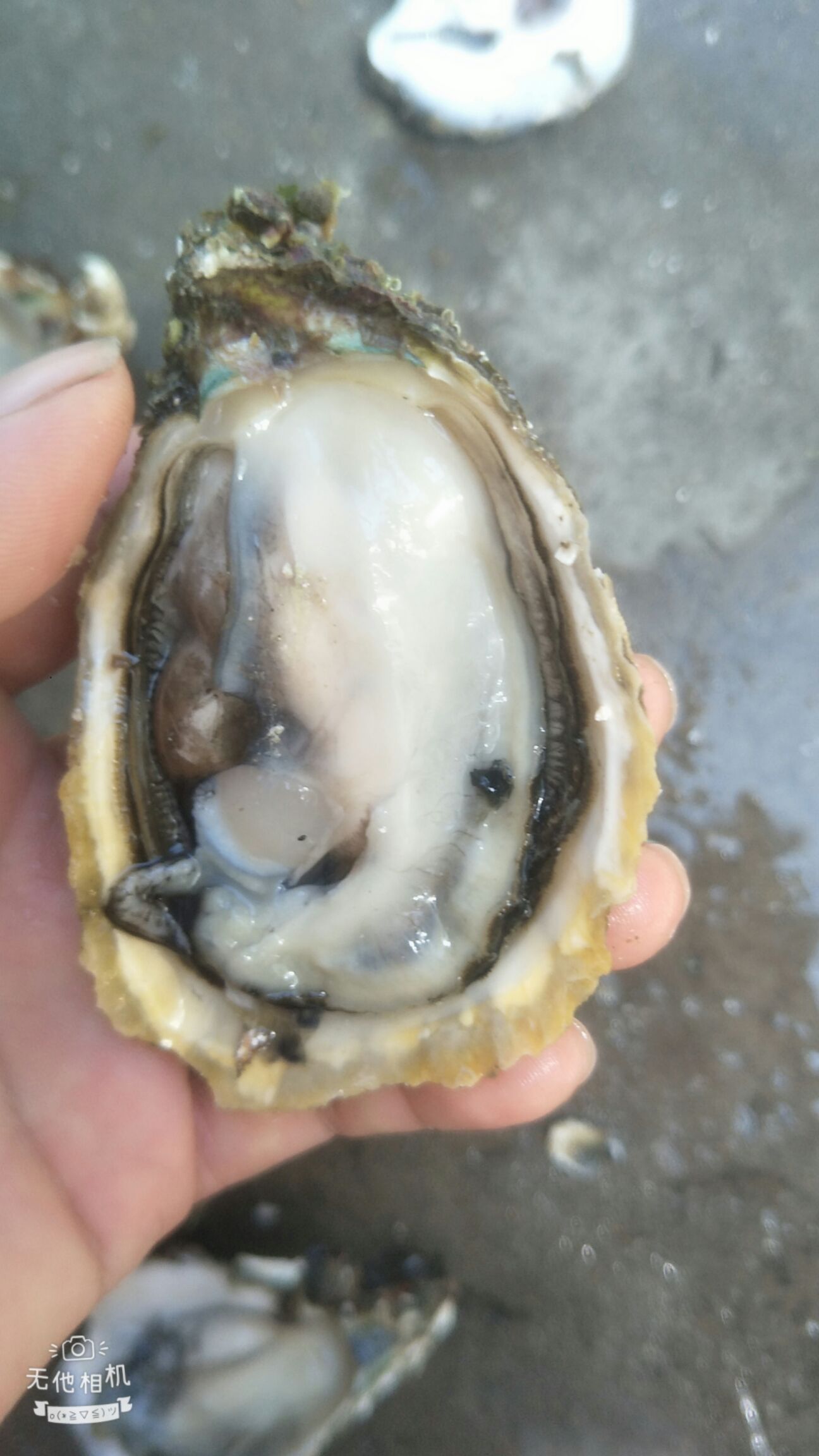 深海海鲜 深海蚝洗的