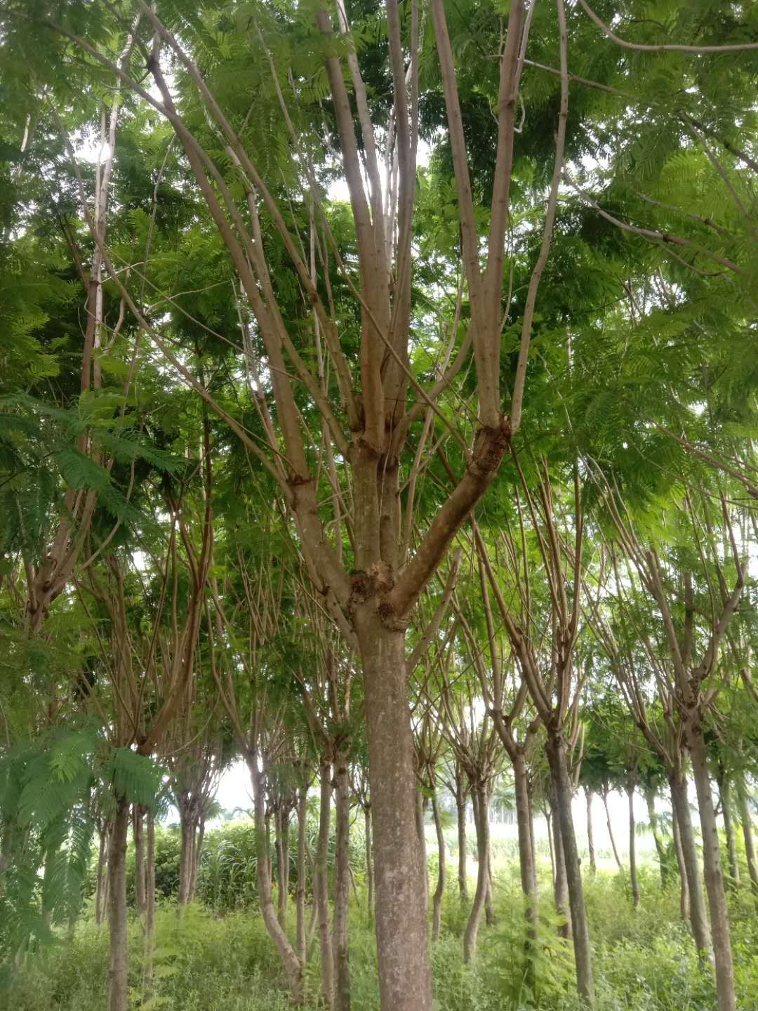普通蓝花楹 兰花楹