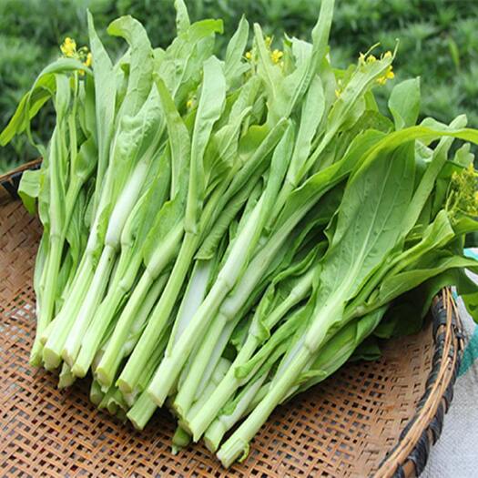 浏阳市白菜苔  菜臺