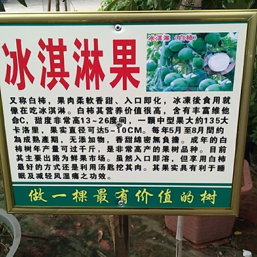 灵山县巧克力柿子苗 新品种冰淇淋果苗白柿苗 巧克力果苗柿子树苗南北方地栽果