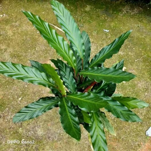 漳平市 波浪竹芋盆栽 波浪竹芋，一件72盆装