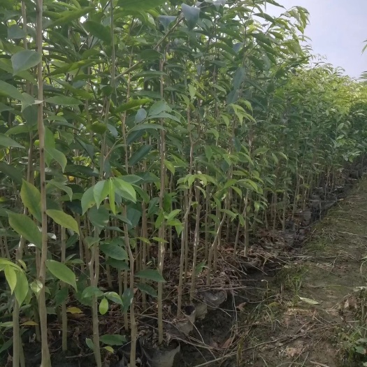 化州市奇楠沉香树