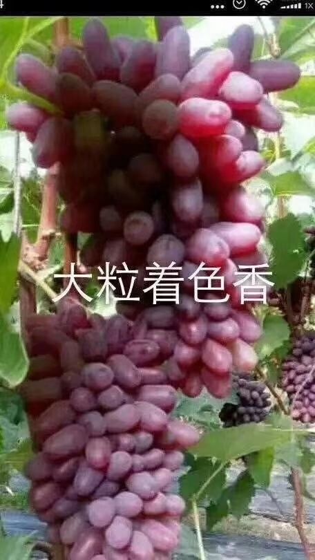吉林出售各种葡萄！密汁，茉莉香，夏黑，巨峰