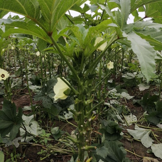 睢县水果秋葵 河南省睢县长岗镇蔬菜种植基地