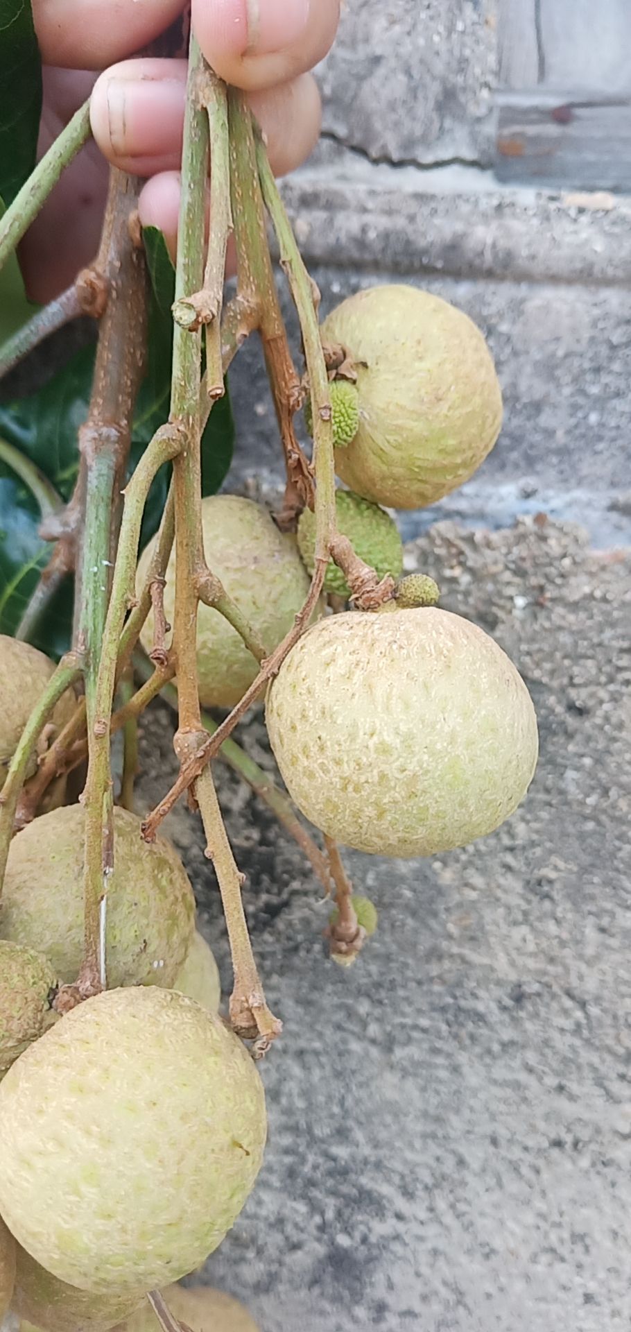 福建漳州诏安龙眼大量上市，品种多，价钱便宜