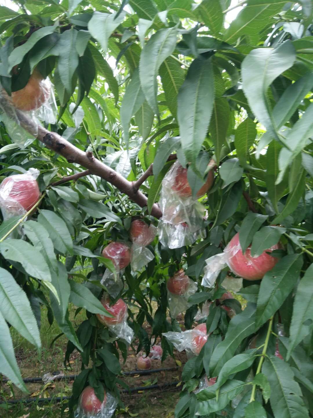 毛桃  套袋阿布白桃