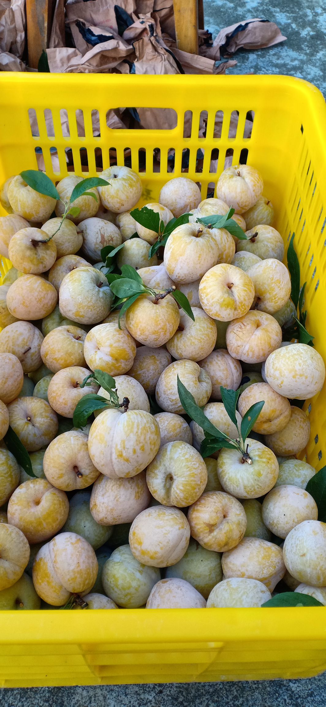 好山养好树,树上结好果—-炎陵高山奈李