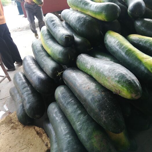 宜城市黑皮冬瓜，青皮冬瓜，地冬瓜，大量供应，欢迎采购诚信经营