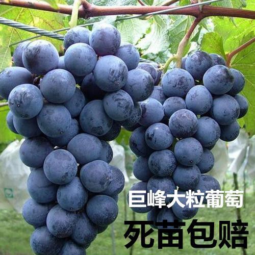 平邑县巨峰葡萄苗 巨峰大粒葡萄