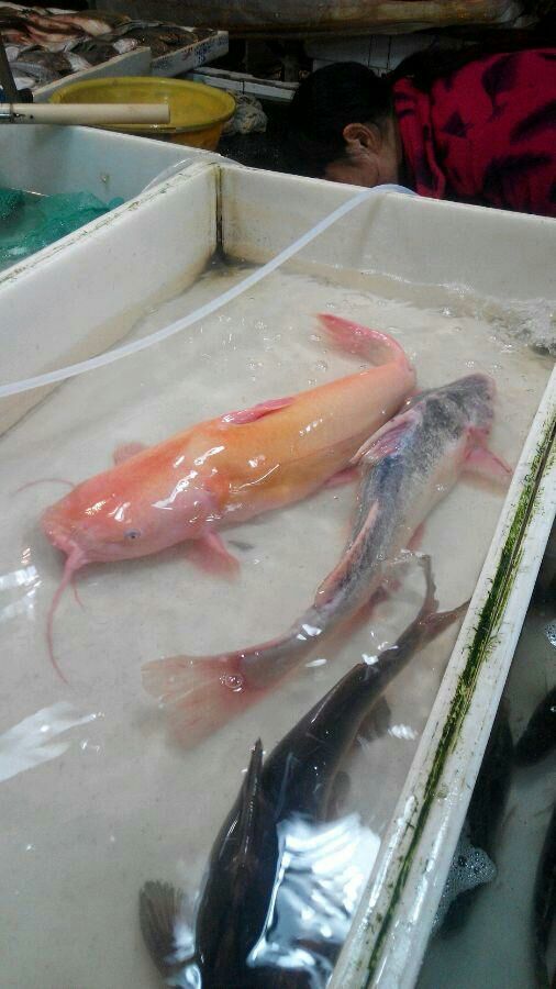 新蔡县叉尾鮰 鮰鱼