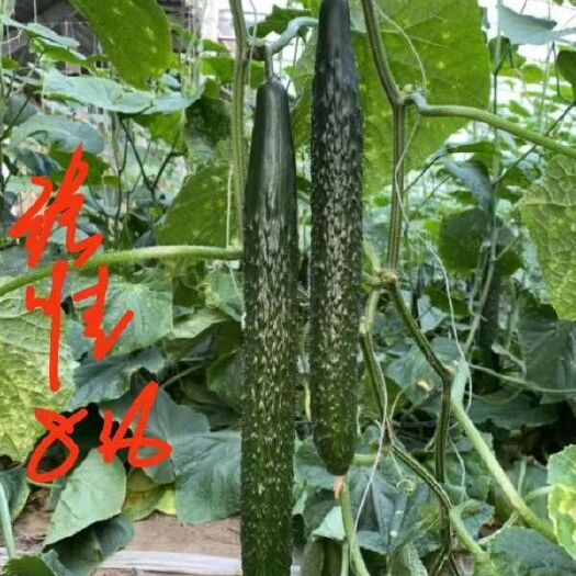 寿光市黄瓜种苗 优质种苗强雌油亮  抗病高产   膨瓜快  靶粗条直