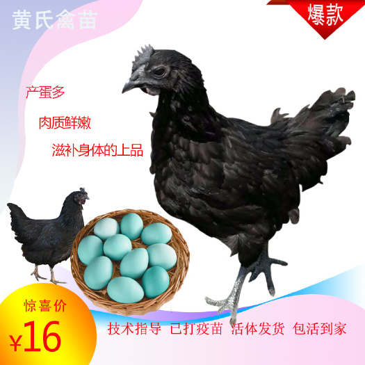 南宁五黑鸡苗  自产自销30天以上脱温五黑绿壳小种蛋鸡苗单重半斤