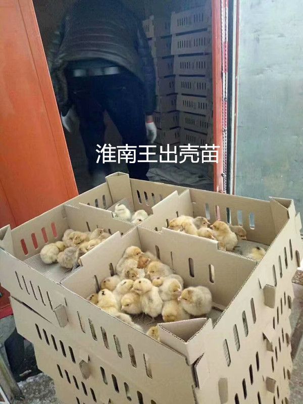  各种鸡苗批发   一首货源