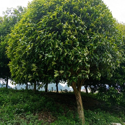 柳城县大叶发财树