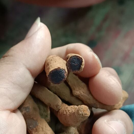 玉林血三七云南正品原生中药材跌打损伤疼痛泡酒料药酒料 500g
