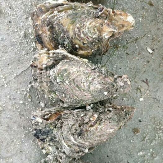诏安县牡蛎  深海蚝，大，中，小
