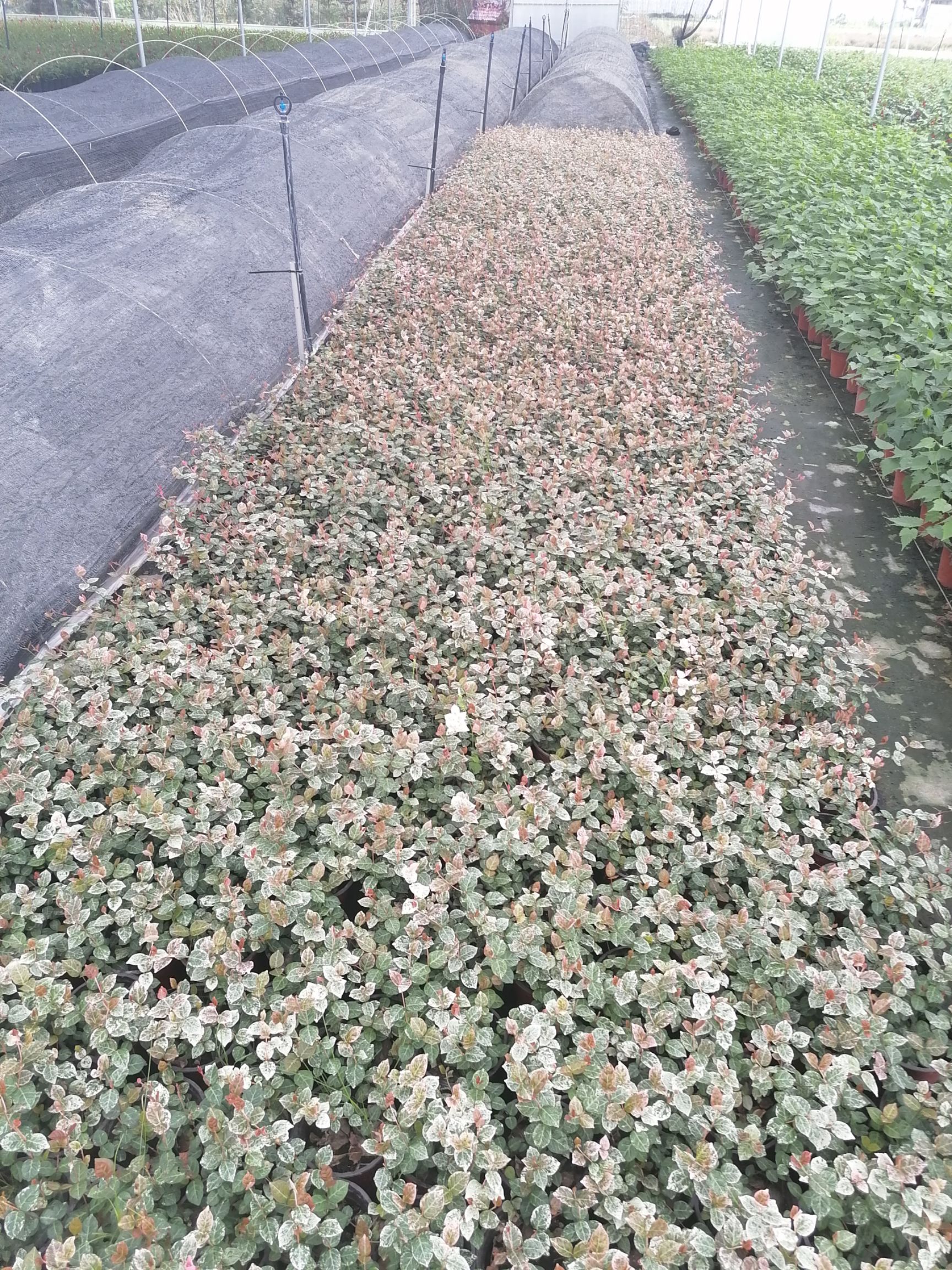  出售花叶络石，精品花叶络石