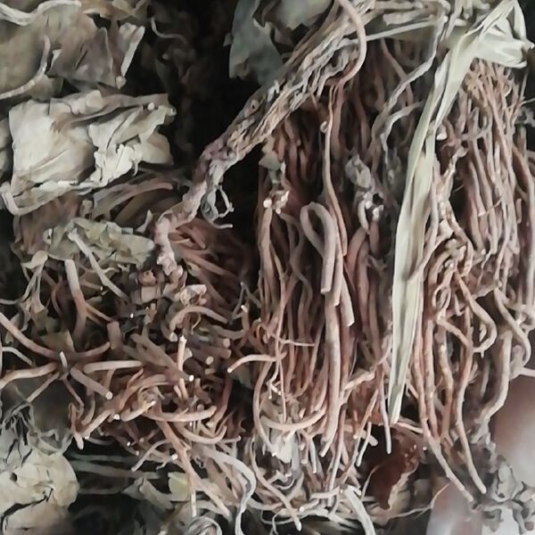 中草药金耳环 中药材土细辛 一块瓦大叶细辛纯原生，华细辛