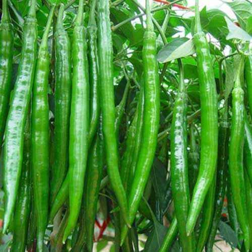 代县二荆条辣椒 忻州代县二荆条种植基地