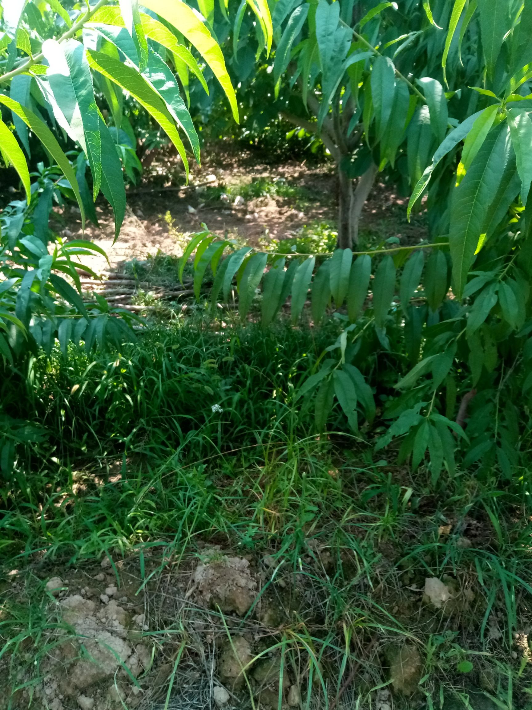 桃枝 桃