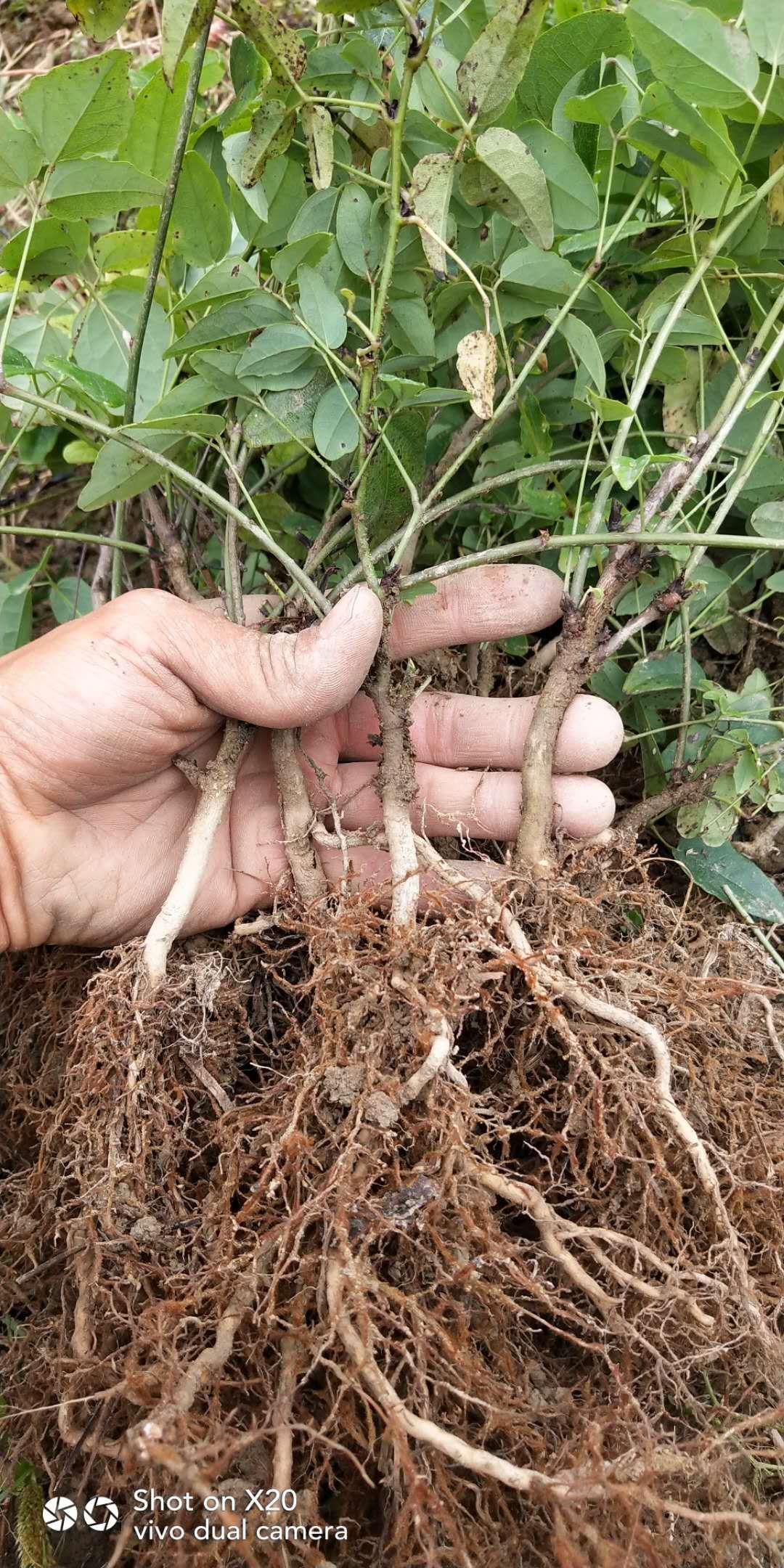  产地直供纯正皖南山区八月瓜苗