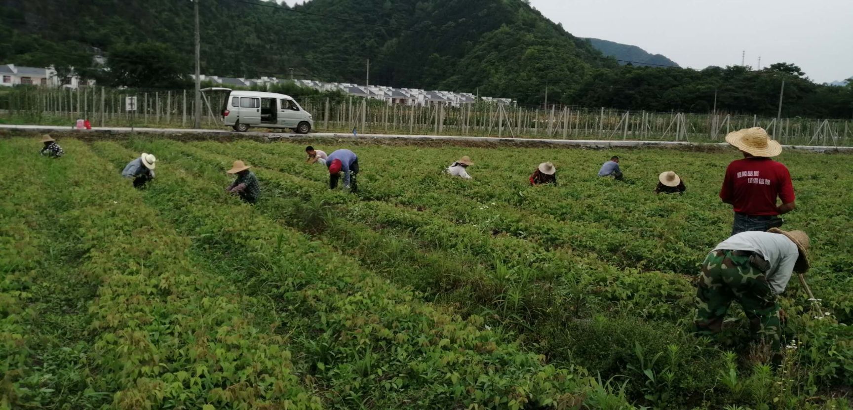  产地直供纯正皖南山区八月瓜苗